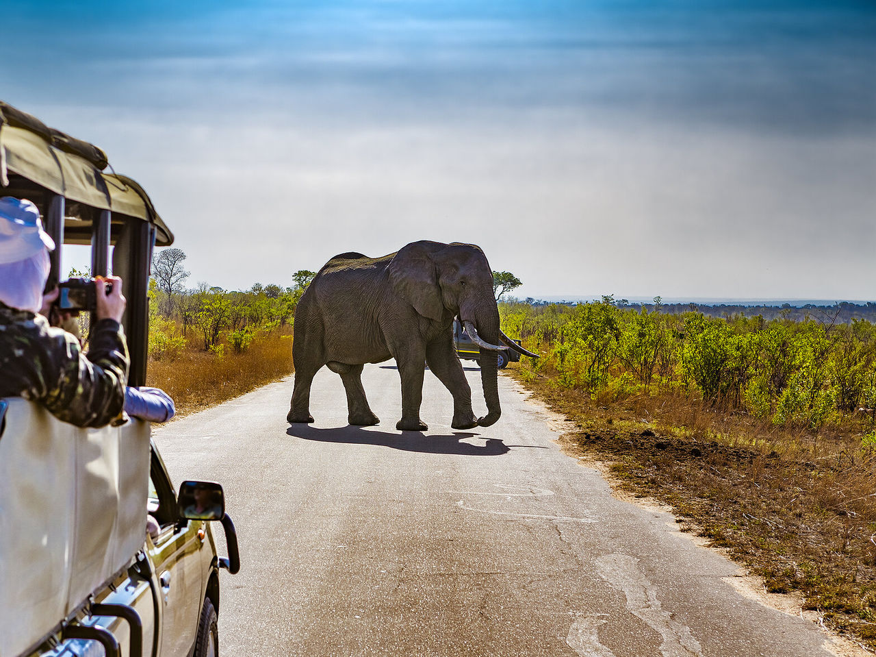 Elefantes en el Parque Kruger crean una presencia imponente con sus grandes orejas y colmillos impresionantes