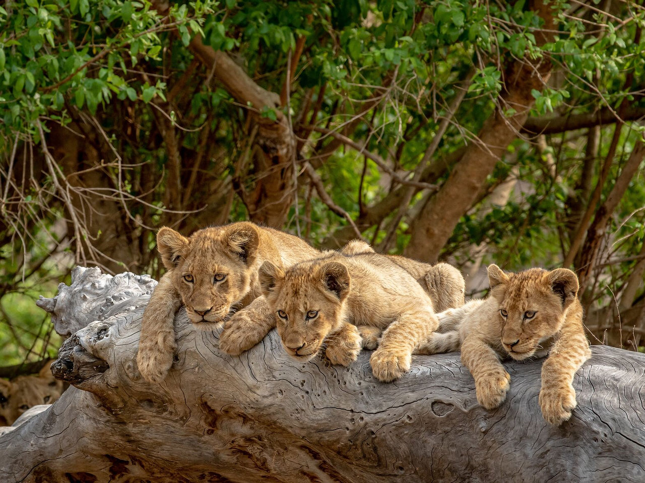 Los leones del Parque Kruger se ven frecuentemente en grupos, descansando a la sombra de los árboles o cazando en equipo