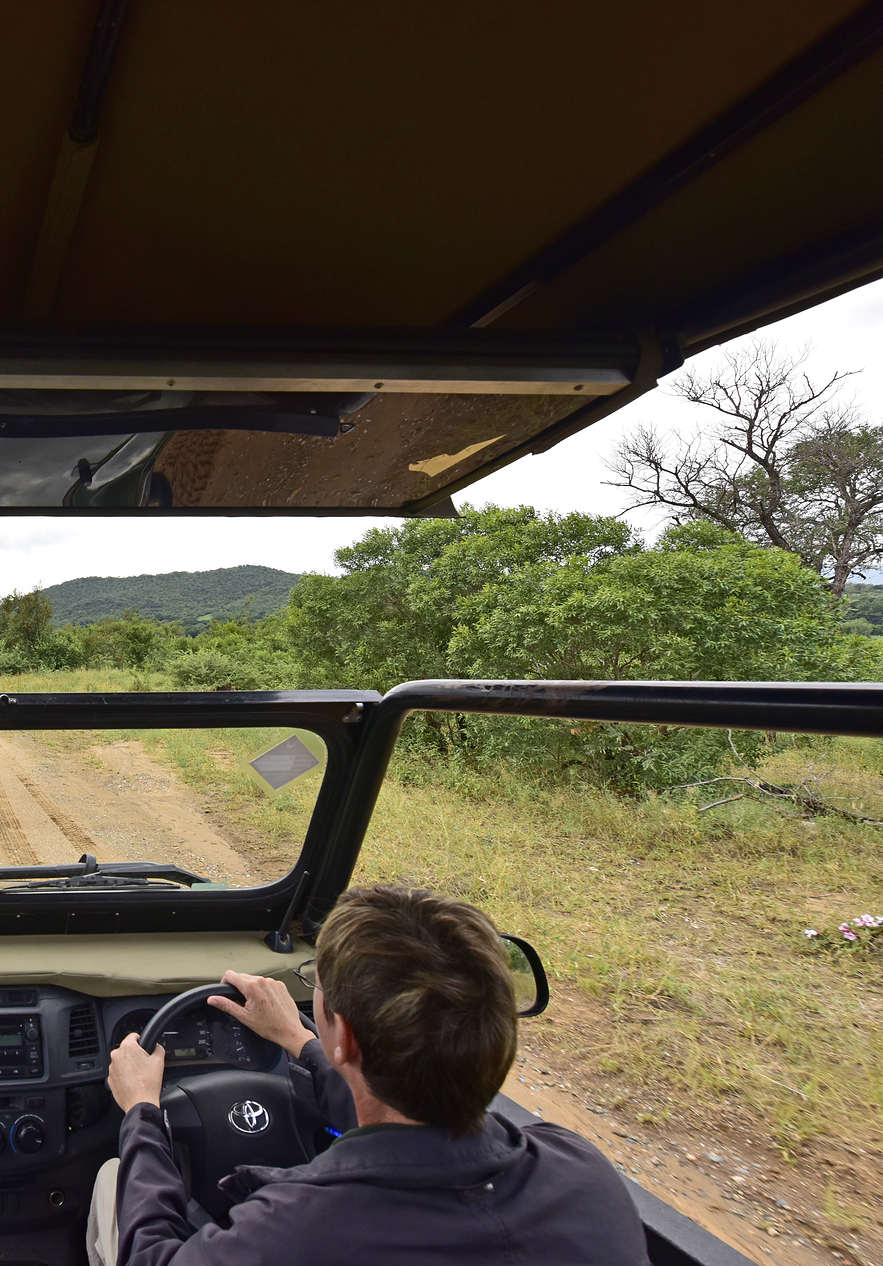 Una persona conduce un safari en el Parque Kruger, inmersa en la belleza salvaje de la sabana africana
