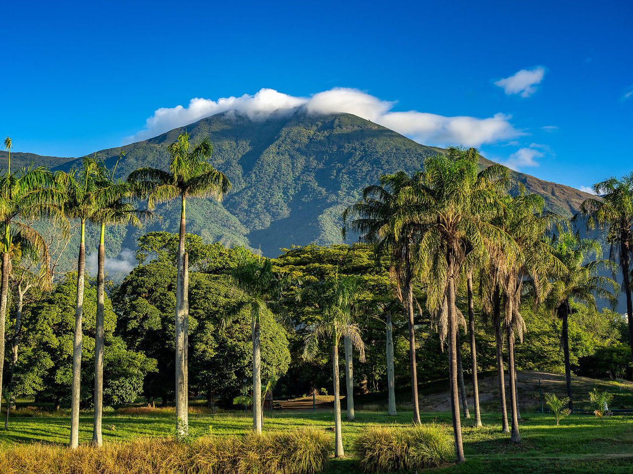 Una gran montaña verde con una nube en la cima al fondo, rodeada de árboles altos y palmeras en Caracas