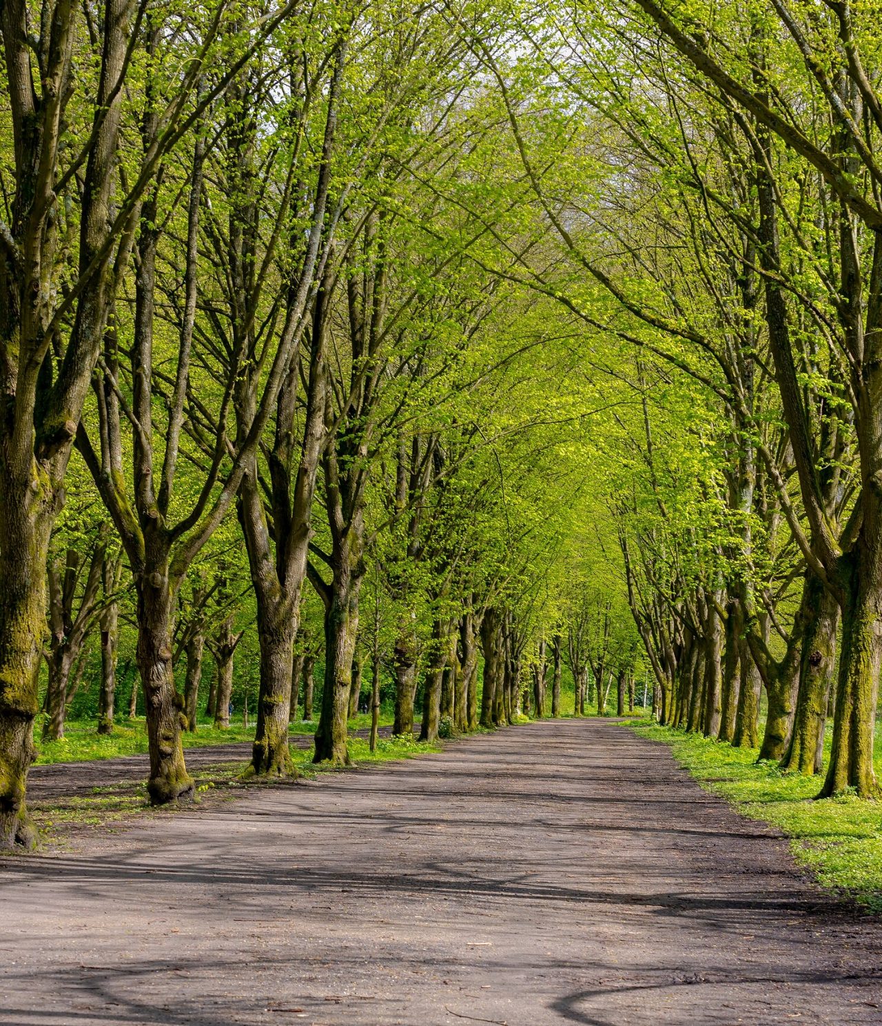 Explora Hoteles en Ámsterdam con vistas a un sendero arbolado entre hileras verdes y luz suave de primavera