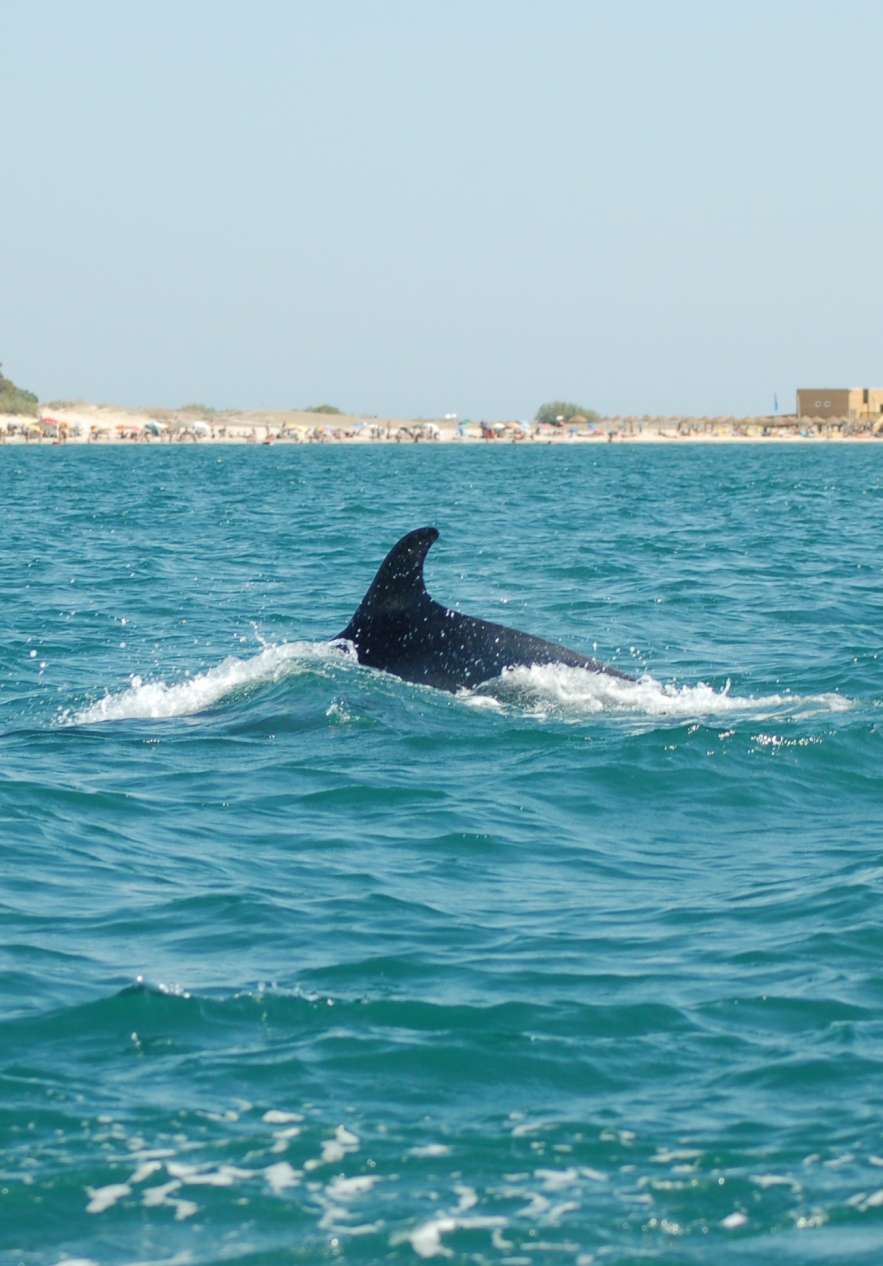 Parte superior de un delfín avistado desde un barco, con la playa y algunos edificios al fondo