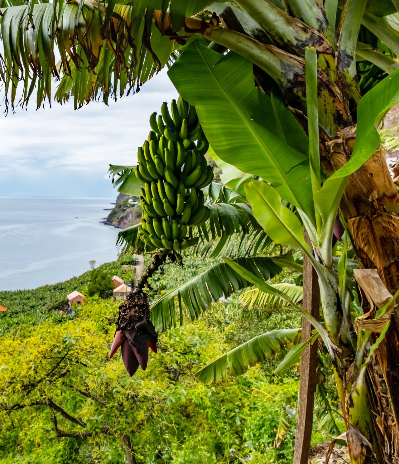 Banano en medio de la vegetación en la isla de Madeira, con vista al mar