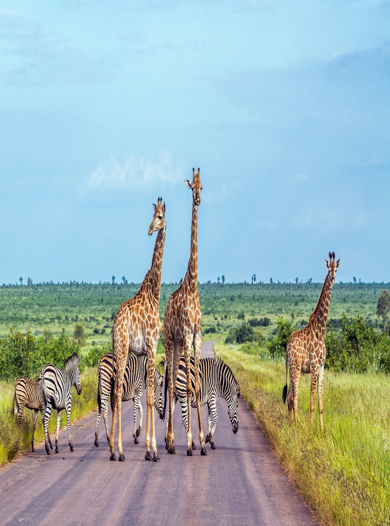 Le parc Kruger en Afrique du Sud est l'un des plus grands parcs de safari, abritant les Big Five et une riche biodiversité