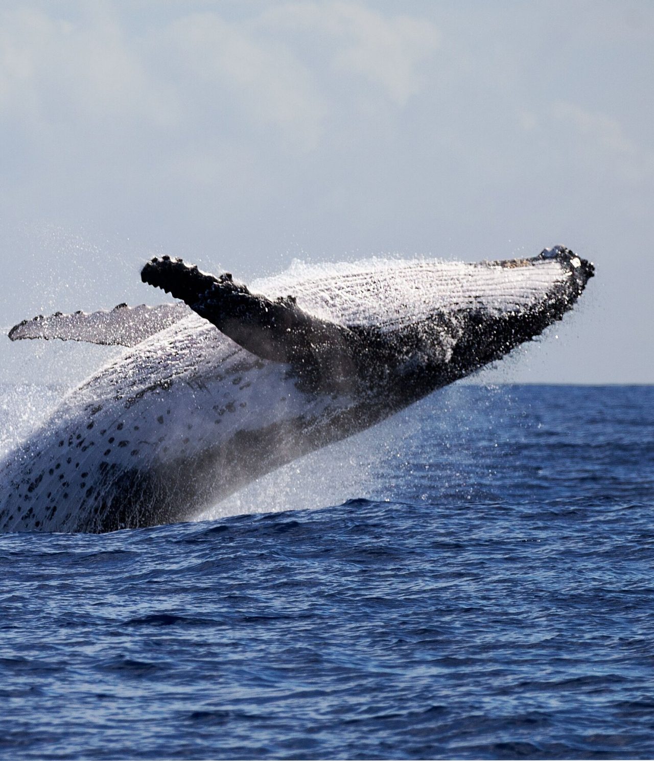 Baleine à bosse sautant hors de l'eau, avec les nageoires étendues, contre un fond bleu et une mer agitée