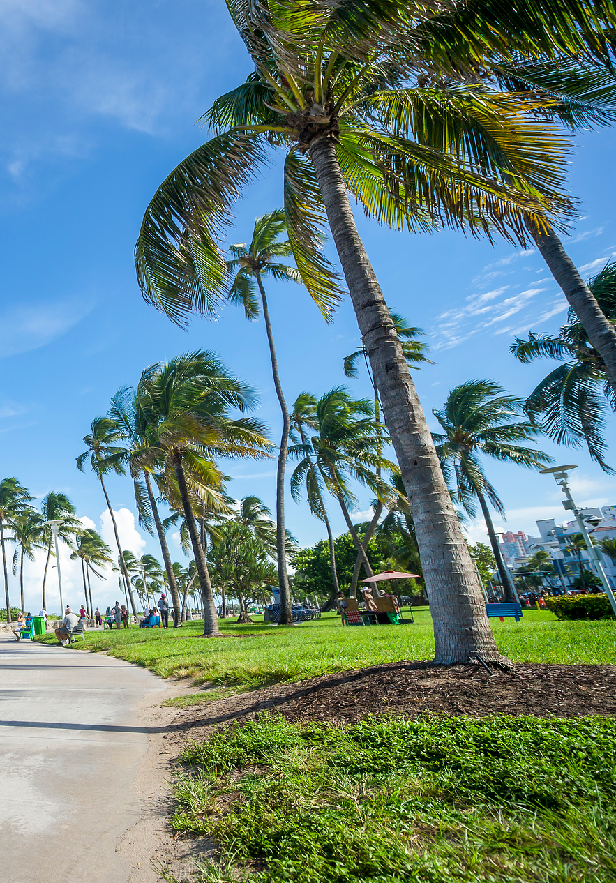 Des gens faisant du vélo sur une piste cyclable à Miami, entourés de palmiers avec des personnes sur la pelouse
