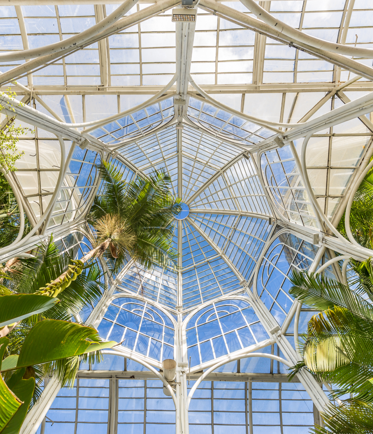 Majestueuse structure en verre de la serre du Jardin Botanique de Curitiba avec des palmiers et un feuillage luxuriant