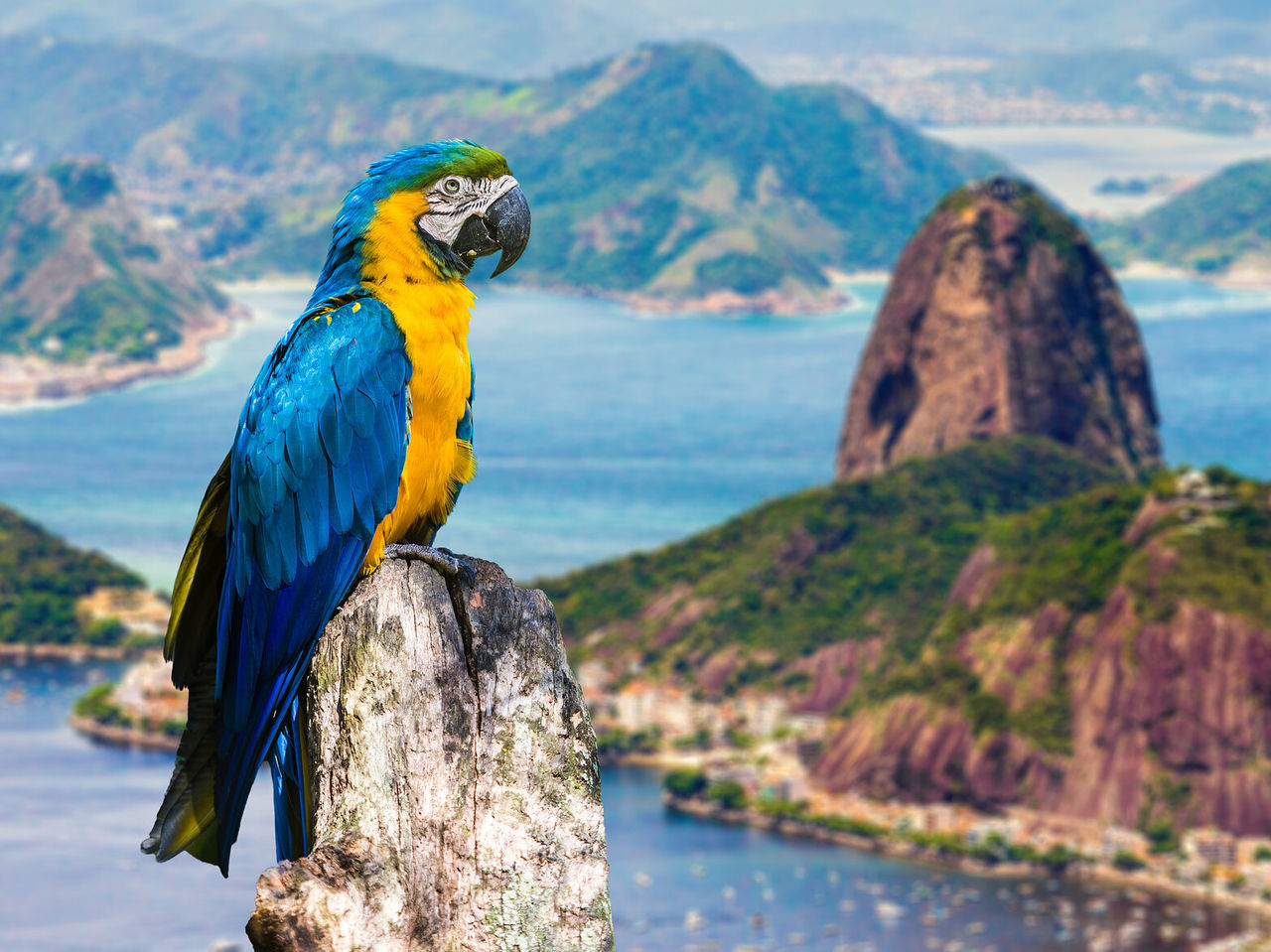 Perroquet aux couleurs du Brésil, perché sur un arbre, avec le Pain de Sucre et la baie de Guanabara en arrière-plan