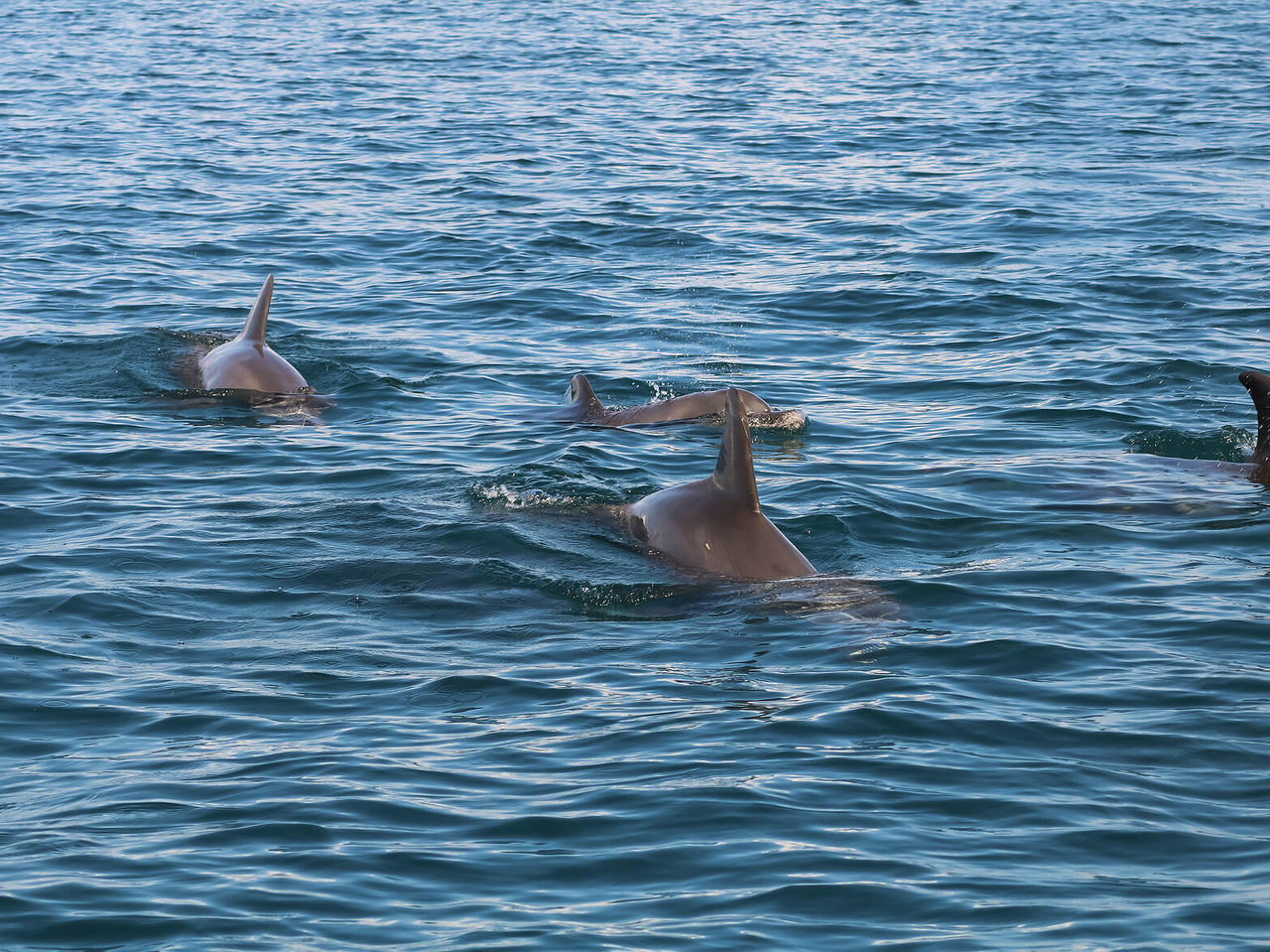 Een groep dolfijnen zwemt in het turkoois water van Bazaruto en kijkt naar het wateroppervlak