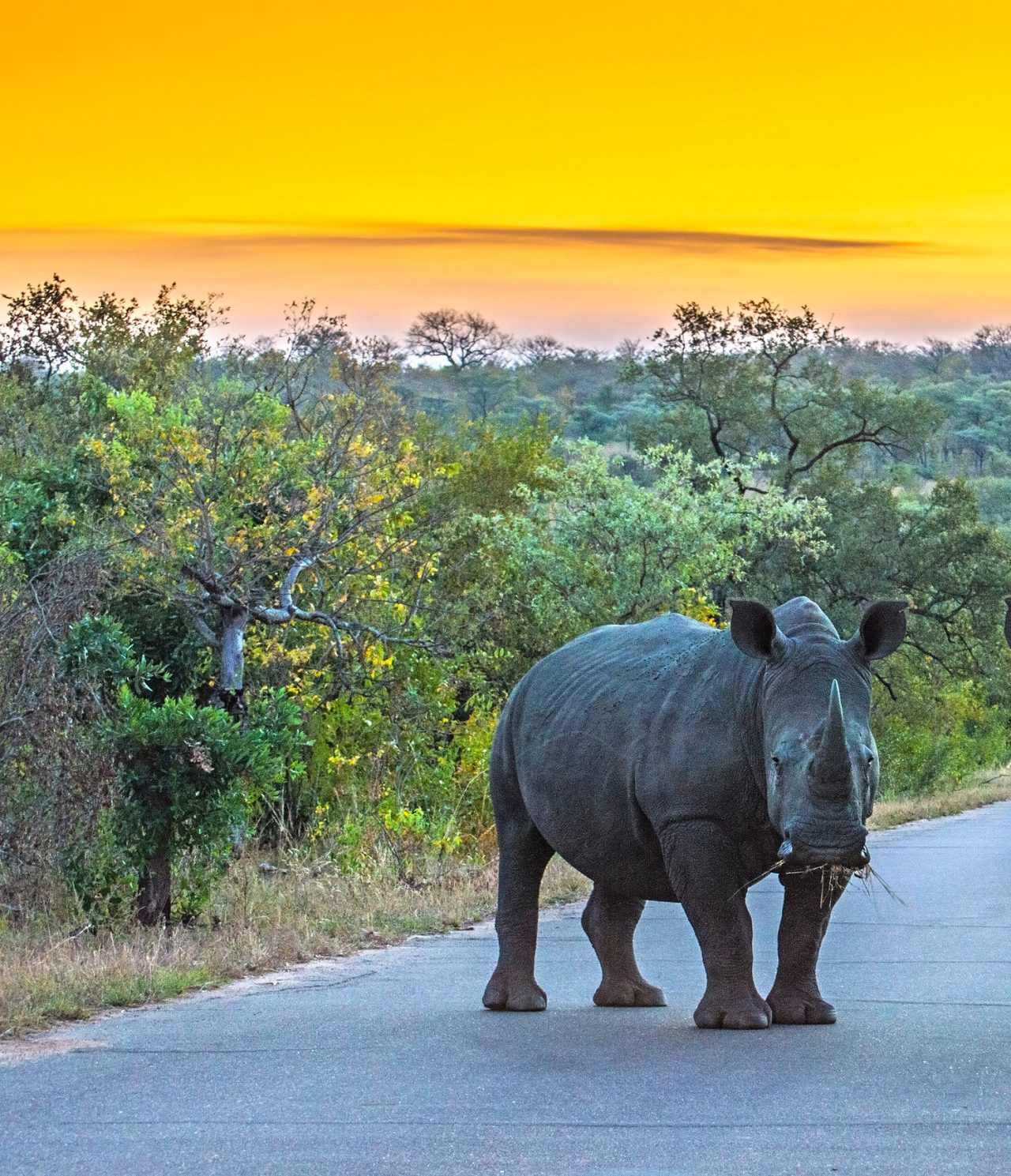 Een neushoorn die in Krugerpark aandachtig kijkt, omgeven door vegetatie en een zonsondergang op de achtergrond