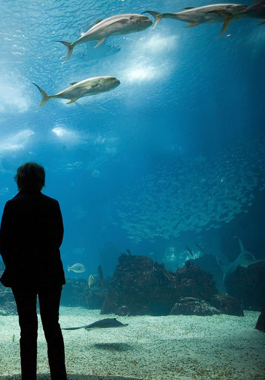 Een kind wijst naar een aquarium met diverse vissen, algen, koralen en zand op de bodem
