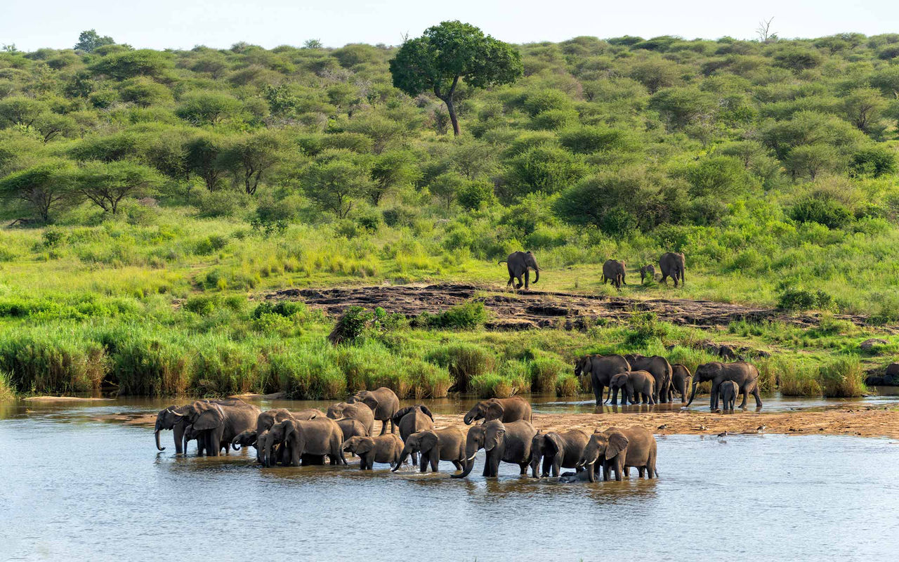 Descubra as nossas melhores dicas para a sua próxima viagem ao Kruger Park no Pestana Stories em destaque