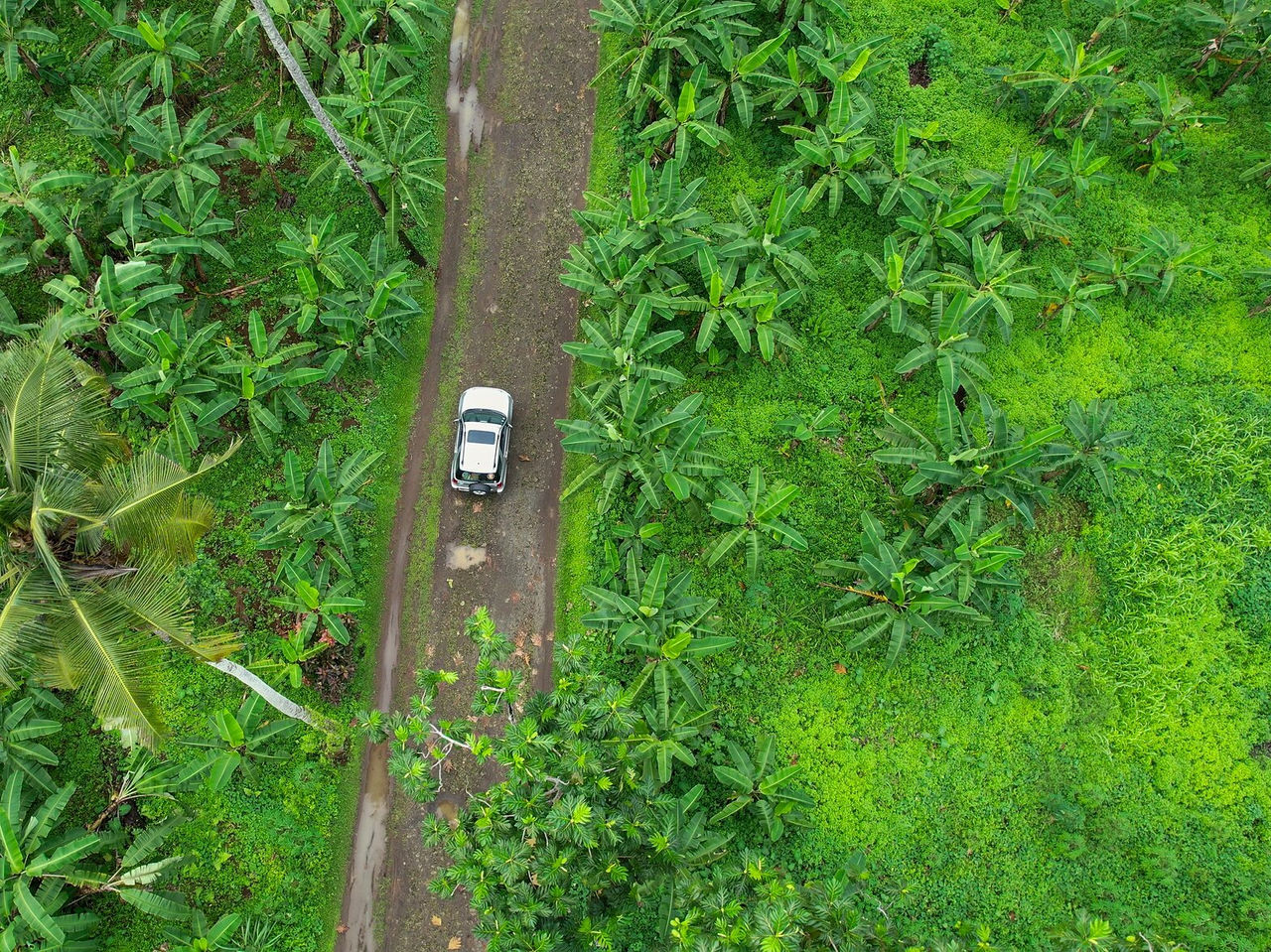 Explore Hotéis em São Tomé com uma vista aérea sobre estrada tropical rodeada por bananeiras e um carro