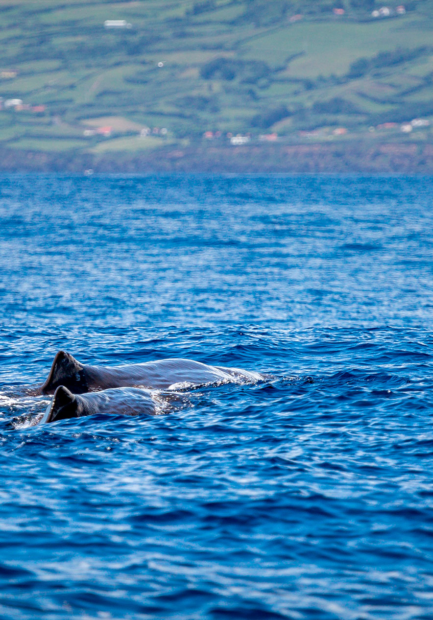 Parte superior de duas baleias visível acima do mar, avistadas num barco que o permite fazer observação de cetáceos 