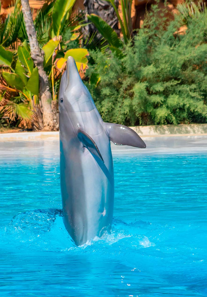 Visite a vida marinha no Zoo Marine, com golfinhos a saltar nas piscinas