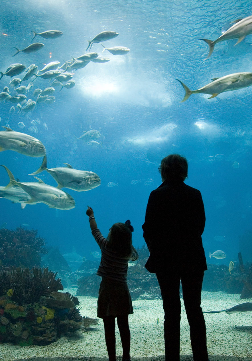 Uma criança a apontar e uma adulta do seu lado de frente para o aquário com peixes diversos, algas, corais e areia no chão