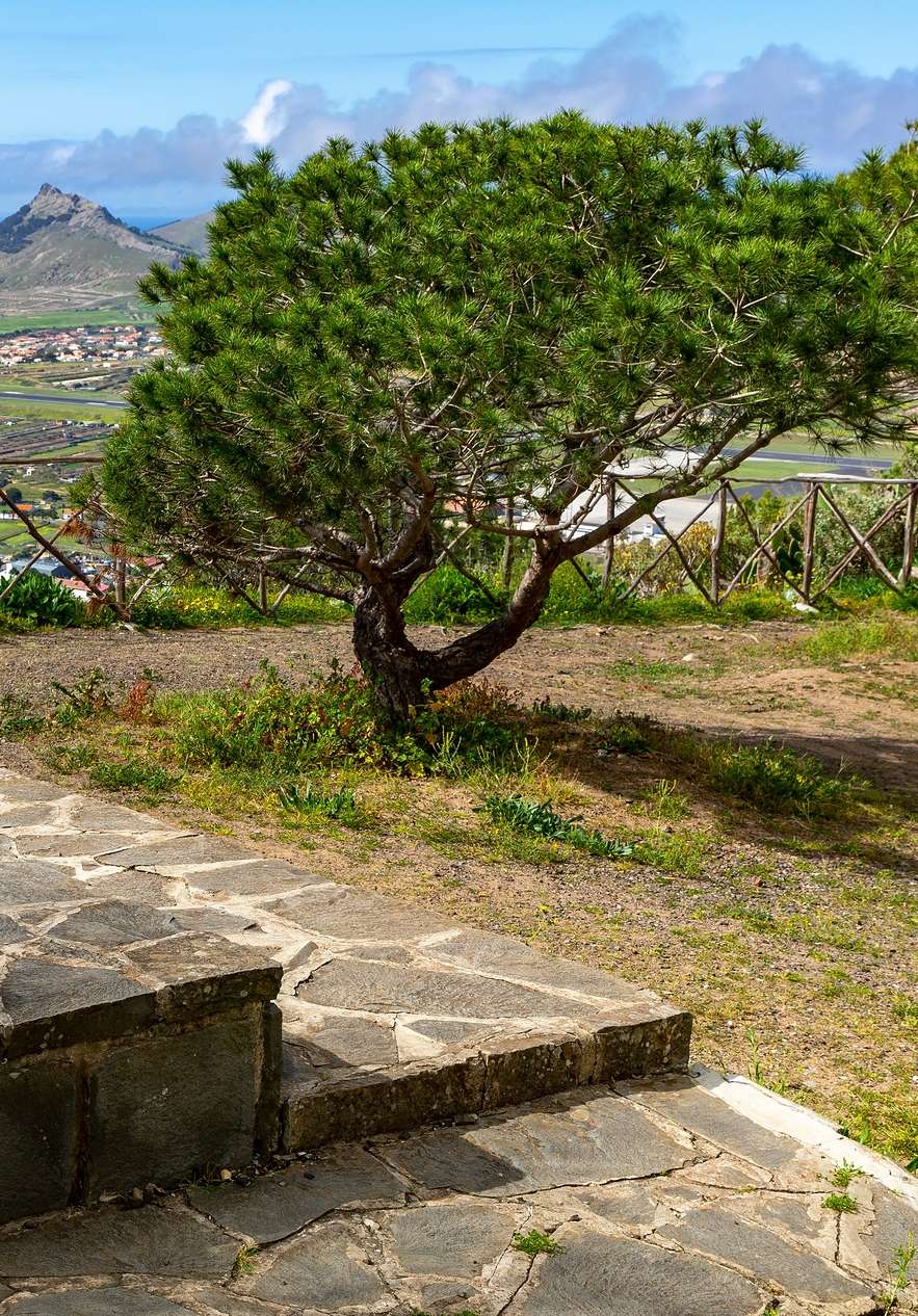 Vista do Pico do Castelo perto do Pestana Porto Santo, com árvore e caminho de pedra sob céu azul