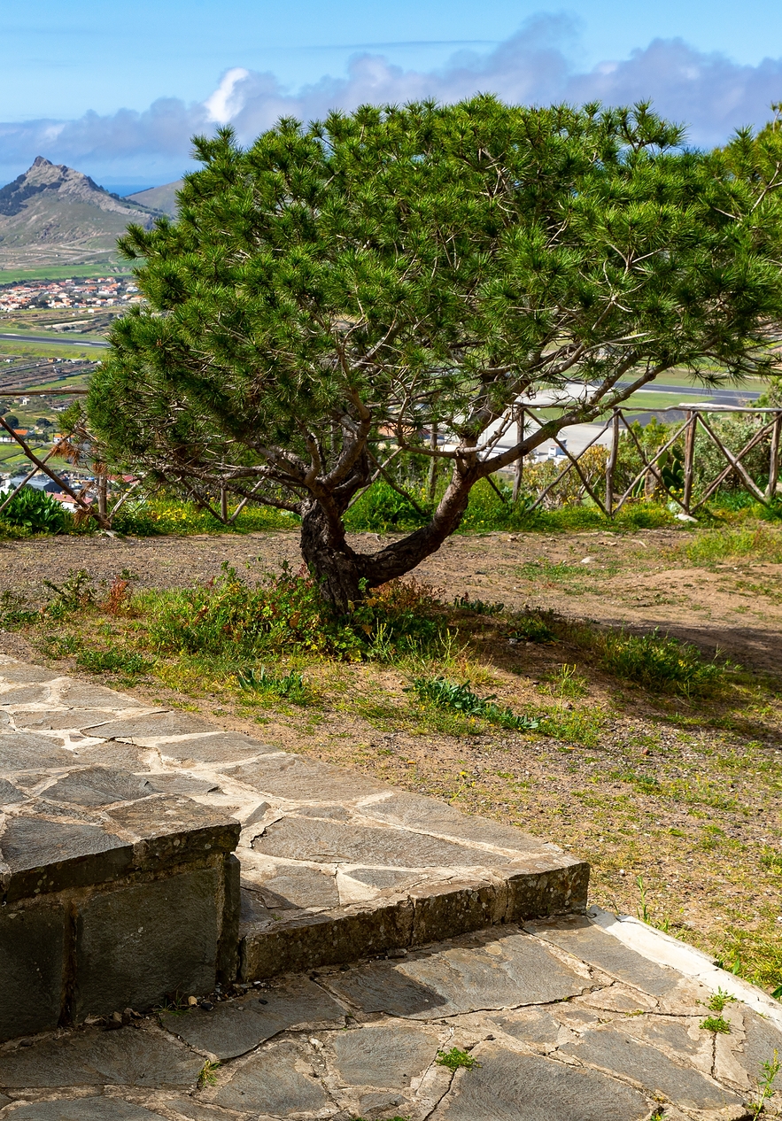 Ponto mais alto da ilha do Porto Santo, com uma árvore e vista para a ilha no fundo