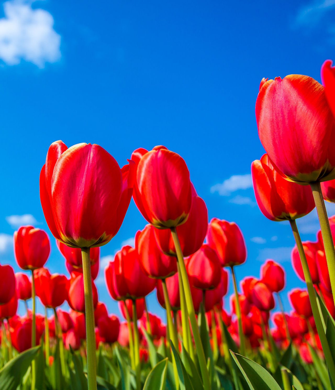 Endless field of vibrant red tulips with the sun shining behind, on a clear blue day