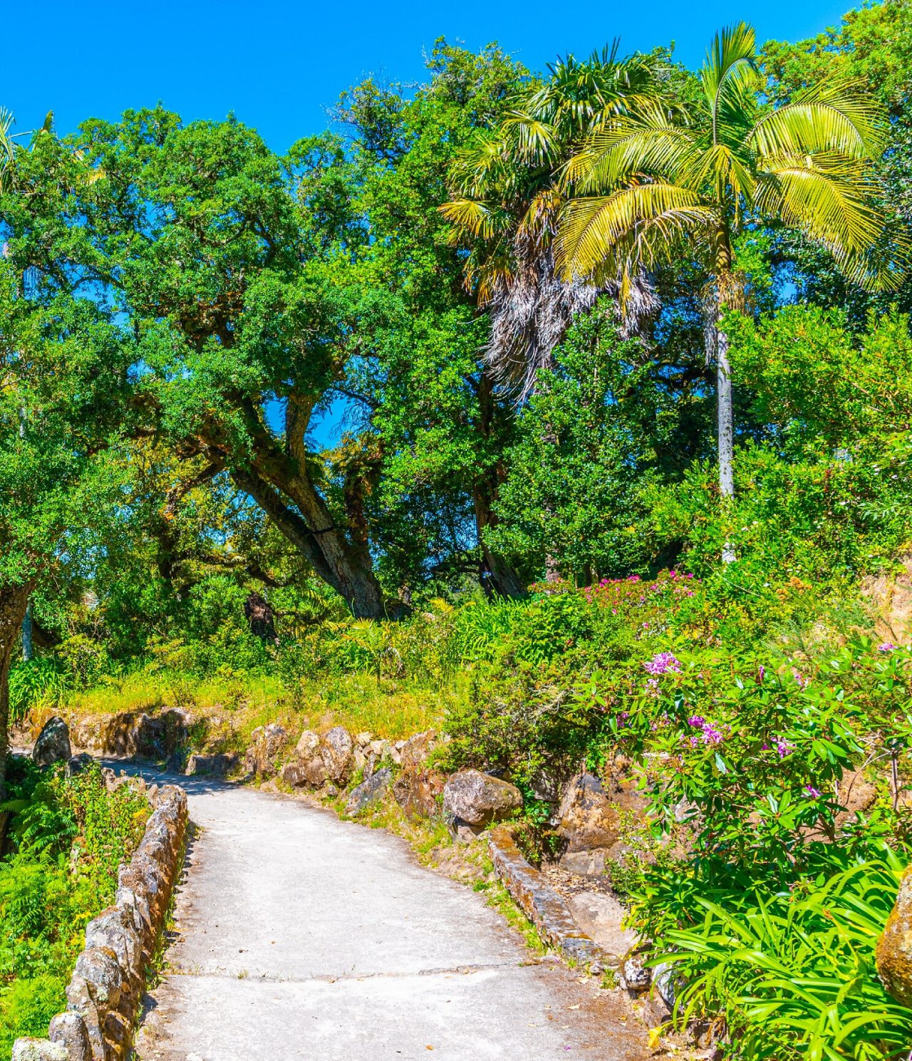 Stone path in Lisbon, surrounded by vegetation, palm trees, flowers, and trees, ideal for a walk