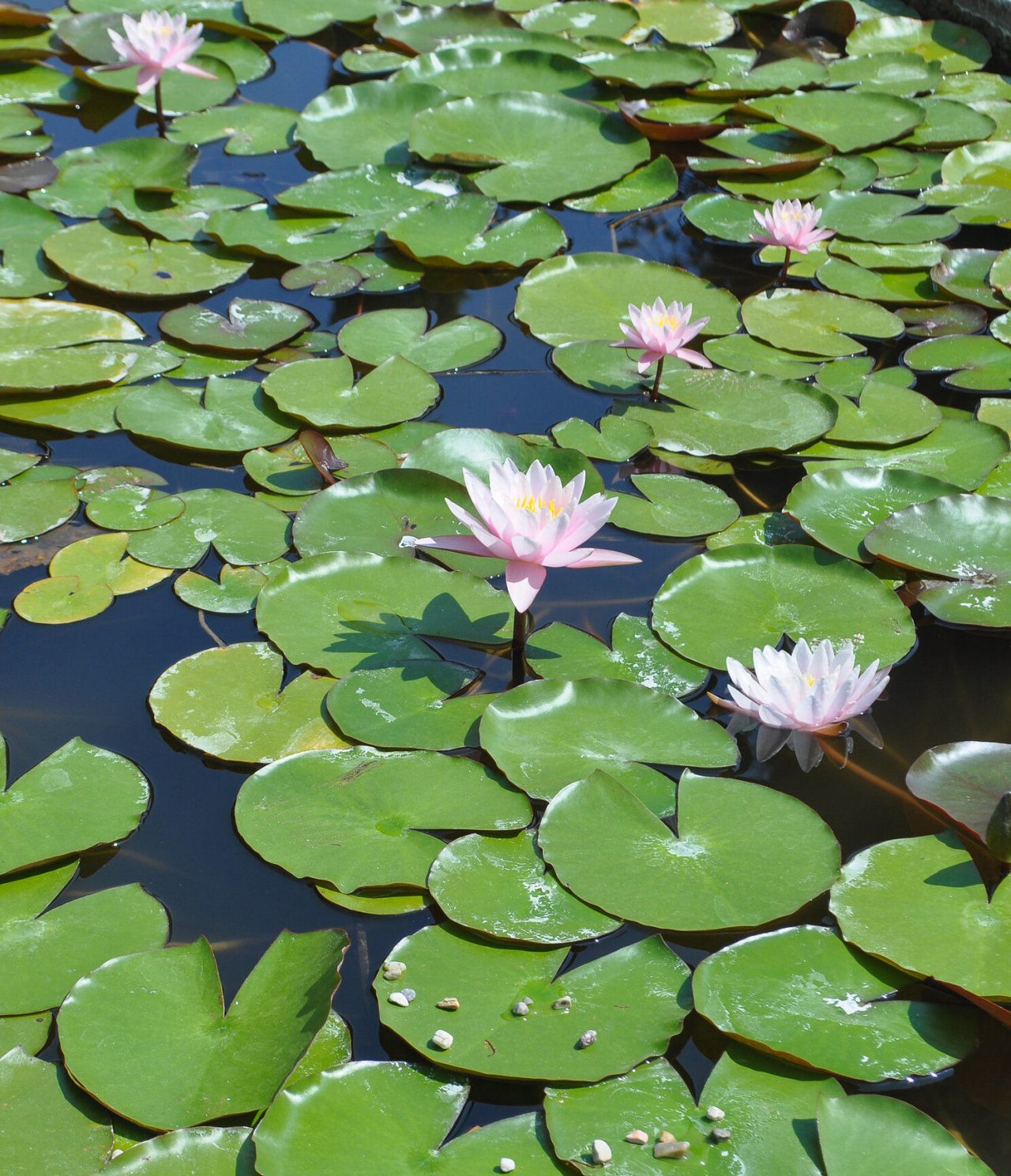 View of several water lilies in a lake in São Paulo, with pink flowers emerging from the water