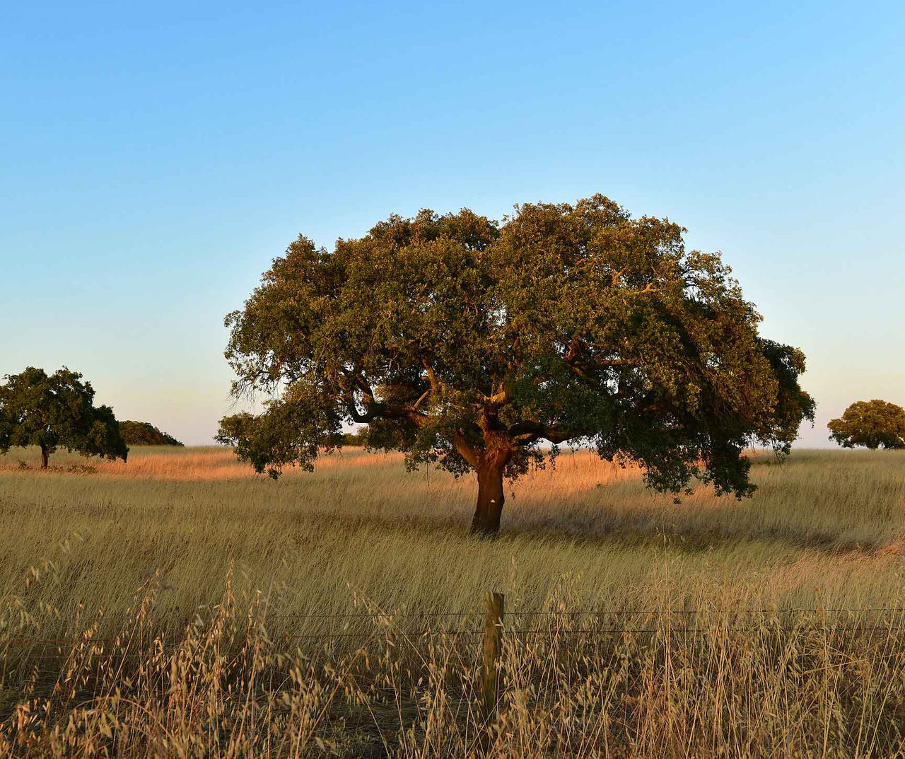 Alentejo hotel overlooking a solitary cork oak tree across golden grassland beneath a clear evening sky
